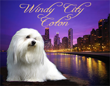 Windy City Coton ~ Chicago's North Shore, Illinois ~ 847-256-4639